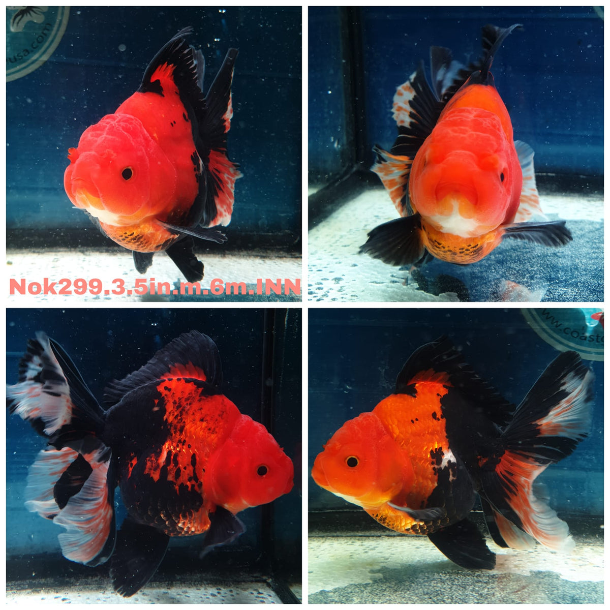 (NOK-299A) Thai Apache Orchid Tail Oranda 3.50 inch Body Male 6 Months Age |PREORDER