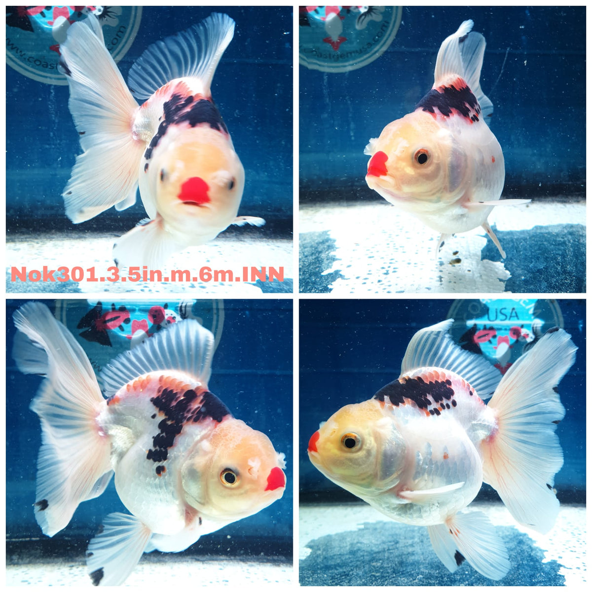 (NOK-301A) Thai Tri Color Orchid Tail Oranda 3.50 inch Body Male 6 Months Age |PREORDER