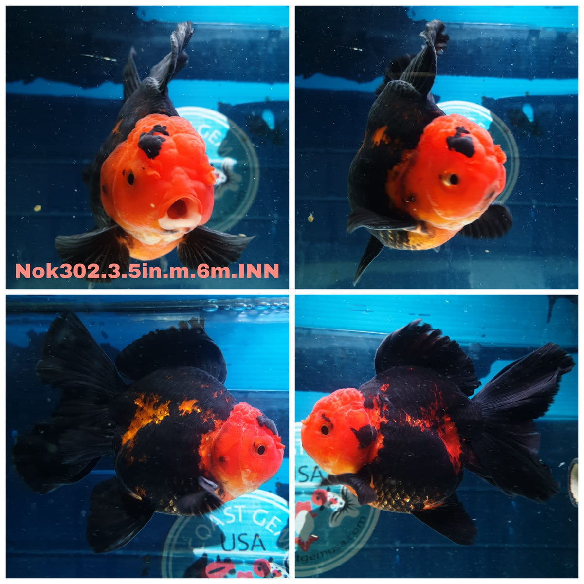 (NOK-302A) Thai Apache Orchid Tail Oranda 3.50 inch Body Male 6 Months Age |PREORDER