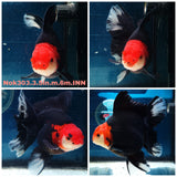 (NOK-303A) Thai Black Red Head Orchid Tail Oranda 3.50 inch Body Male 6 Months Age |PREORDER