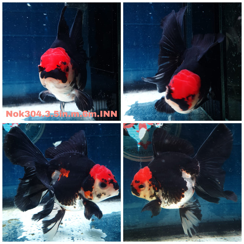 (NOK-304A) Thai Tri Color Orchid Tail Oranda 3.50 inch Body Male 6 Months Age |PREORDER