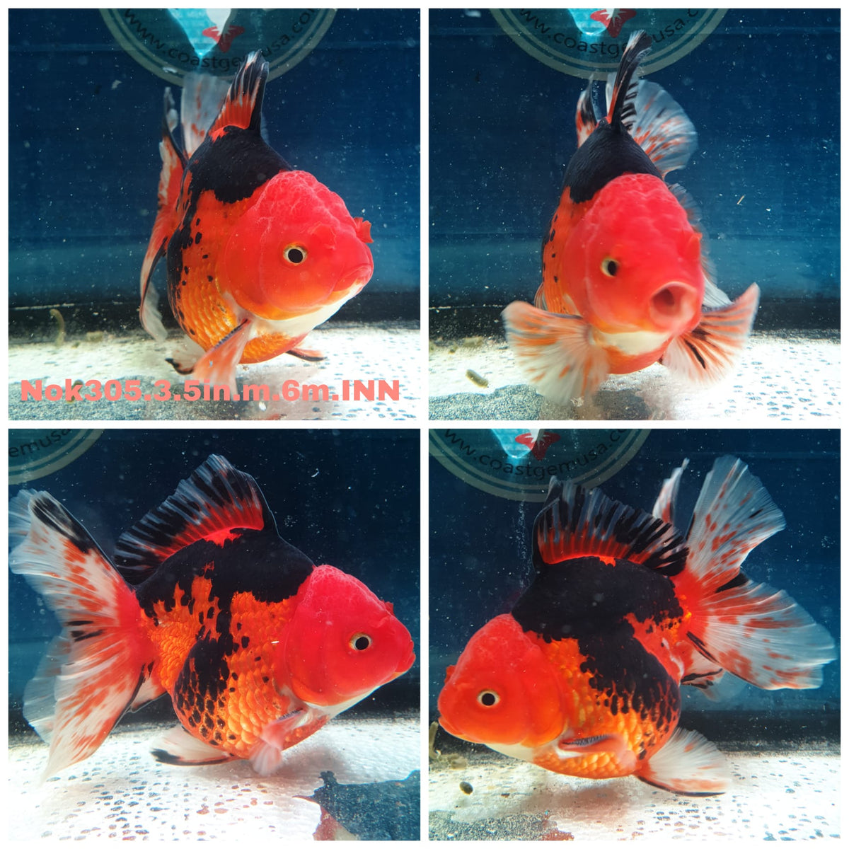 HERE(NOK-305A) Thai Apache Medium Tail Oranda 3.50 inch Body Male 6 Months Age |PREORDER