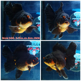 (NOK-306A) Thai Apache Orchid Tail Oranda 3.50 inch Body Male 6 Months Age |PREORDER