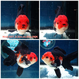 HERE(NOK-307A) Thai Tri Color Orchid Tail Oranda 3.50 inch Body Male 6 Months Age |PREORDER