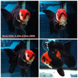 (NOK-309A) Thai Apache Orchid Tail Oranda 3.50 inch Body Female 6 Months Age |PREORDER