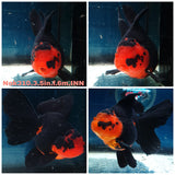 (NOK-310A) Thai Apache Orchid Tail Oranda 3.50 inch Body Female 6 Months Age |PREORDER