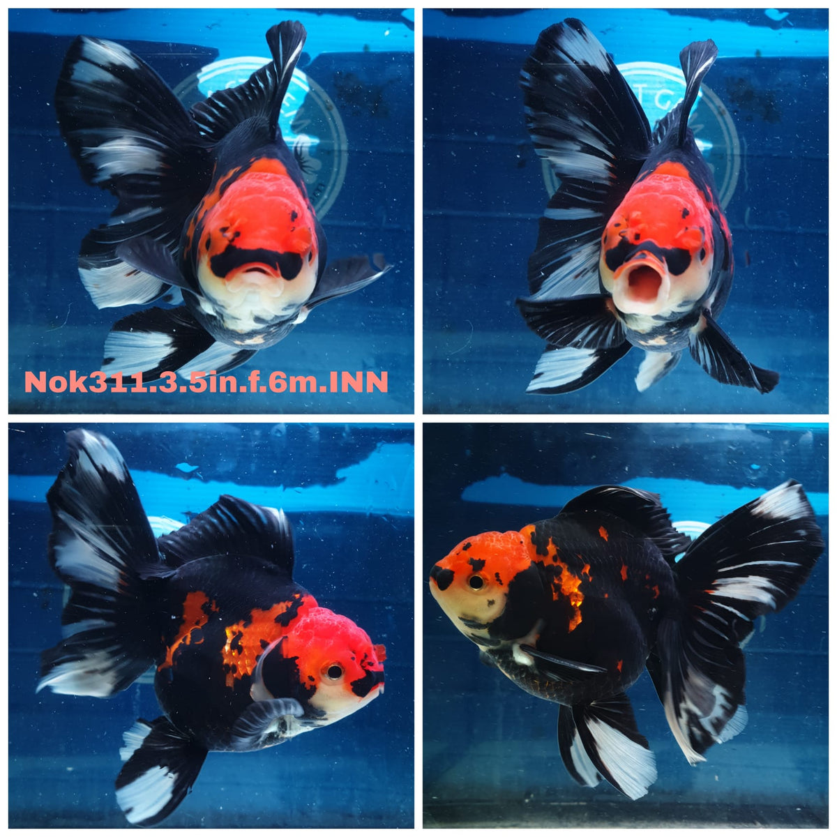 (NOK-311A) Thai Apache Orchid Tail Oranda 3.50 inch Body Female 6 Months Age |PREORDER