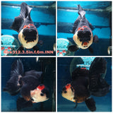 (NOK-312A) Thai Tri Color Orchid Tail Oranda 3.50 inch Body Female 6 Months Age |PREORDER