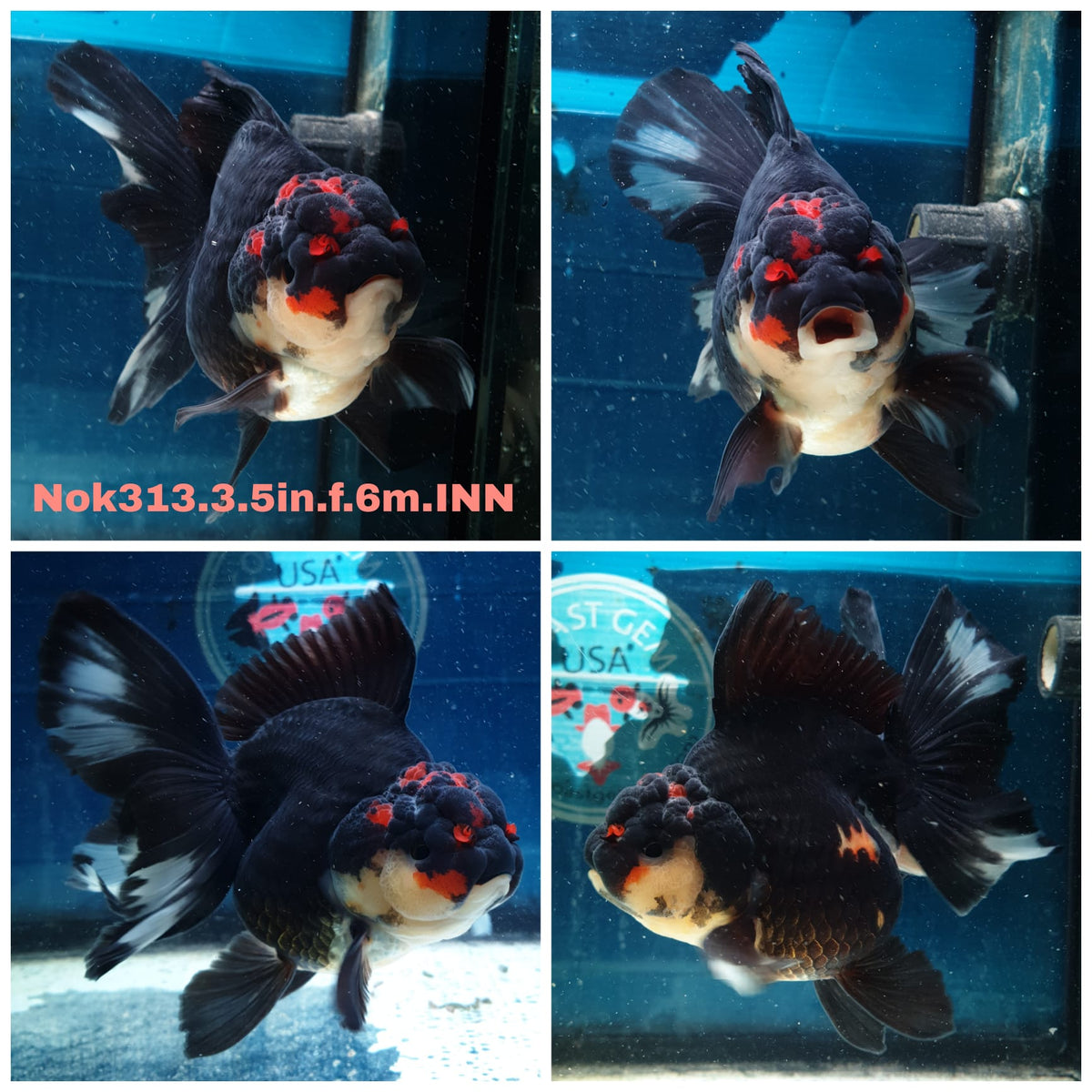 (NOK-313A) Thai Tri Color Orchid Tail Oranda 3.50 inch Body Female 6 Months Age |PREORDER