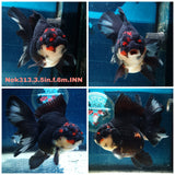 (NOK-313A) Thai Tri Color Orchid Tail Oranda 3.50 inch Body Female 6 Months Age |PREORDER