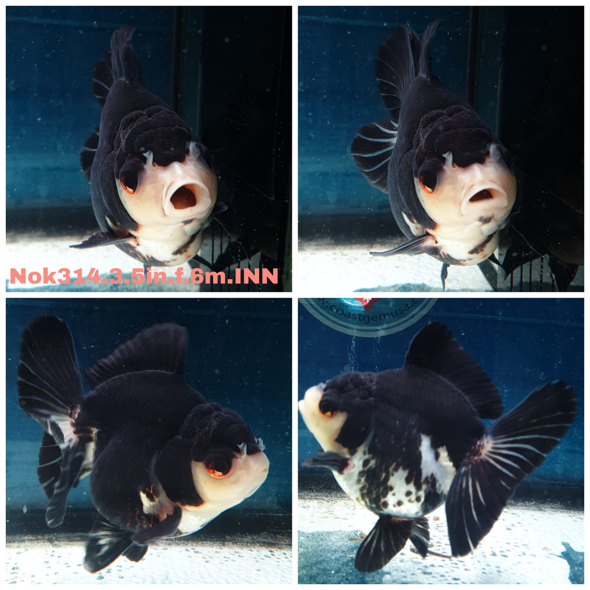 (NOK-314A) Thai Panda Orchid Tail Oranda 3.50 inch Body Female 6 Months Age |PREORDER