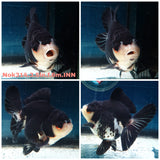 (NOK-314A) Thai Panda Orchid Tail Oranda 3.50 inch Body Female 6 Months Age |PREORDER