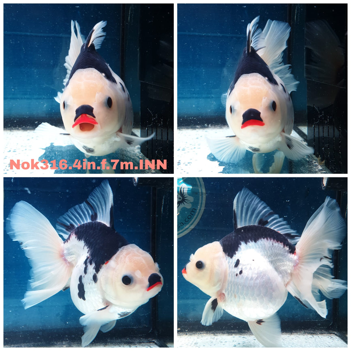 (NOK-316A) Thai Panda Orchid Tail Oranda 3.50 inch Body Female 7 Months Age |PREORDER