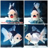 HERE(NOK-316A) Thai Panda Orchid Tail Oranda 3.50 inch Body Female 7 Months Age |PREORDER