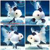 HERE(NOK-317A) Thai Panda Orchid Tail Oranda 3.50 inch Body Female 6 Months Age |PREORDER