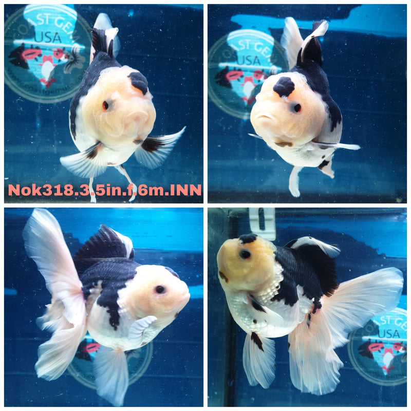 (NOK-318A) Thai Panda Orchid Tail Oranda 3.50 inch Body Female 6 Months Age |PREORDER