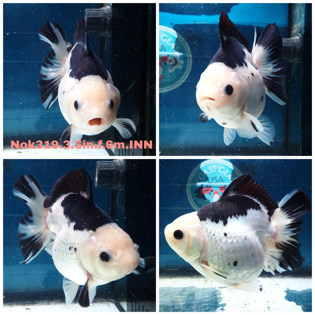 (NOK-319A) Thai Panda Medium Tail Oranda 3.50 inch Body Female 6 Months Age |PREORDER