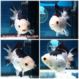 (NOK-319A) Thai Panda Medium Tail Oranda 3.50 inch Body Female 6 Months Age |PREORDER