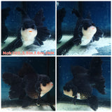 HERE(NOK-320A) Thai Panda Orchid Tail Oranda 3.50 inch Body Female 6 Months Age |PREORDER