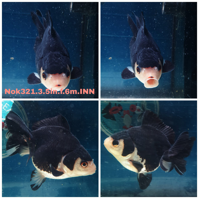 (NOK-321A) Thai Panda Medium Tail Oranda 3.50 inch Body Female 6 Months Age |PREORDER
