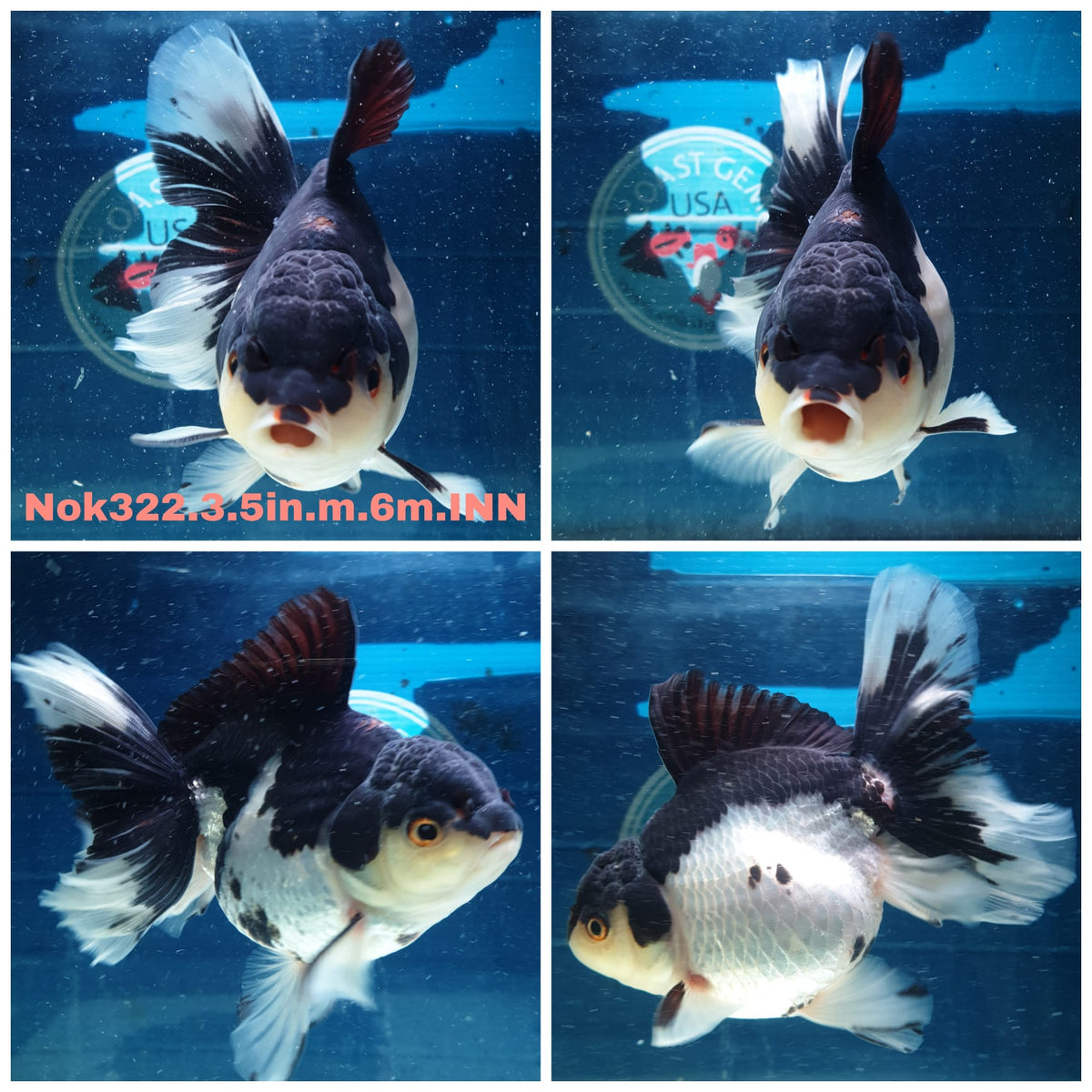 (NOK-322A) Thai Panda Orchid Tail Oranda 3.50 inch Body Male 6 Months Age |PREORDER