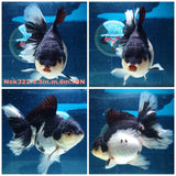 (NOK-322A) Thai Panda Orchid Tail Oranda 3.50 inch Body Male 6 Months Age |PREORDER