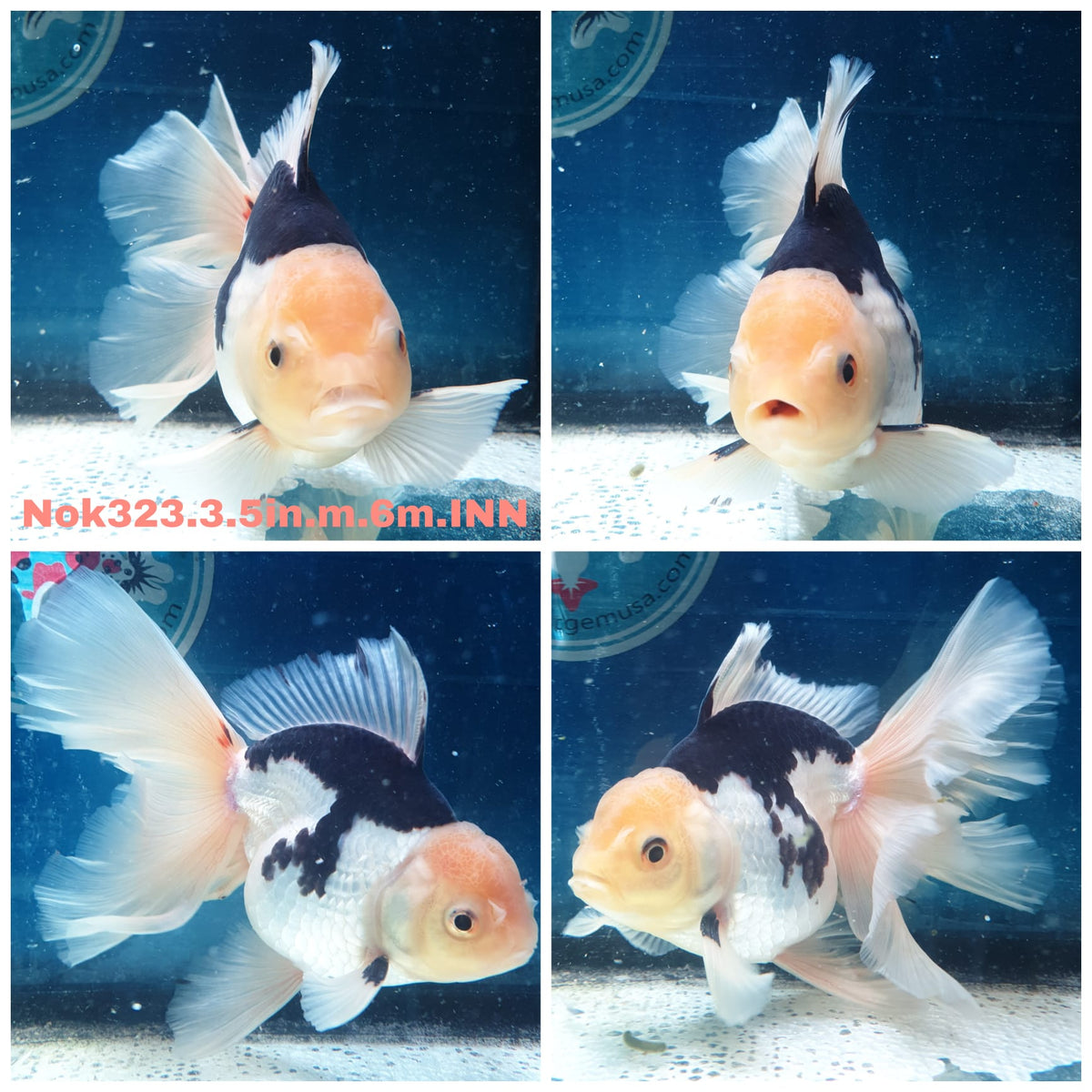 (NOK-323A) Thai Panda Orchid Tail Oranda 3.50 inch Body Male 6 Months Age |PREORDER