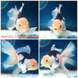 (NOK-323A) Thai Panda Orchid Tail Oranda 3.50 inch Body Male 6 Months Age |PREORDER