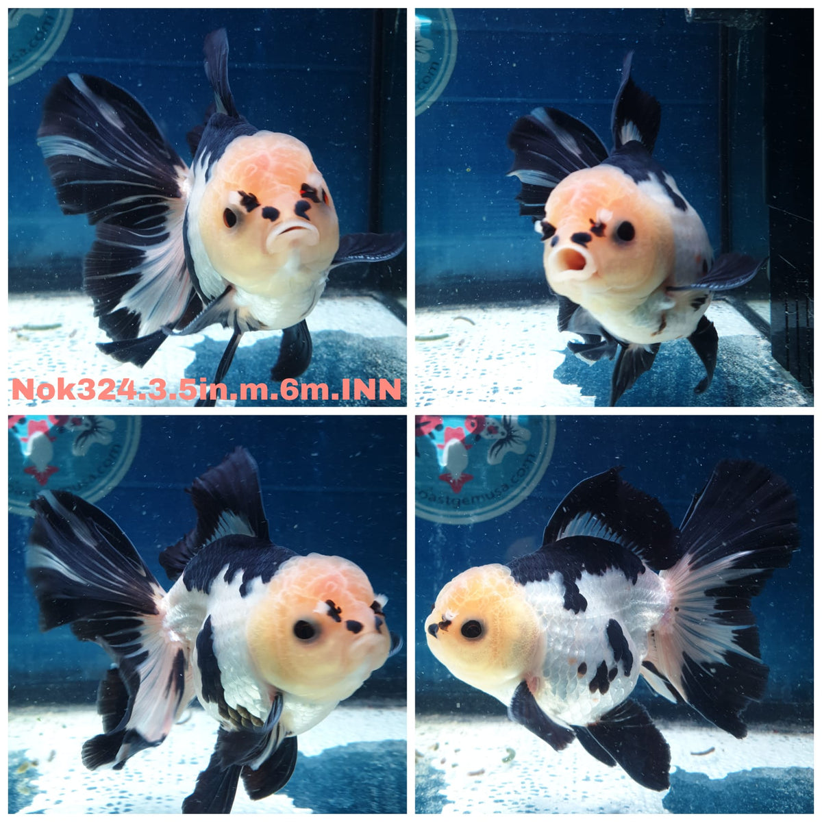 HERE(NOK-324A) Thai Panda Orchid Tail Oranda 3.50 inch Body Male 6 Months Age |PREORDER