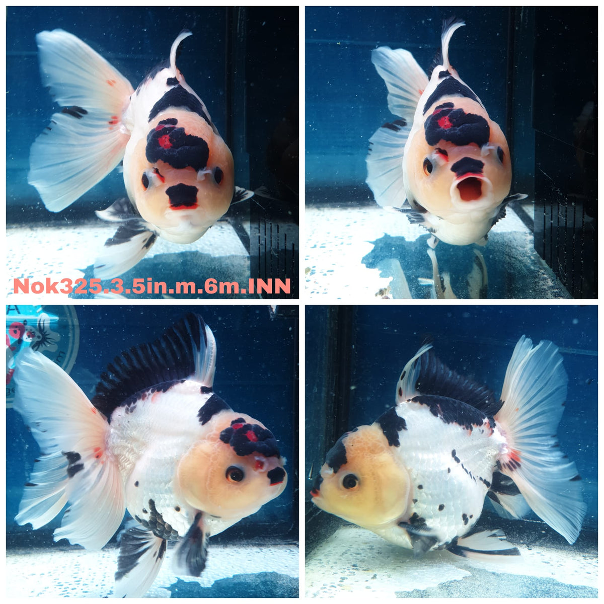 (NOK-325A) Thai Panda Orchid Tail Oranda 3.50 inch Body Male 6 Months Age |PREORDER
