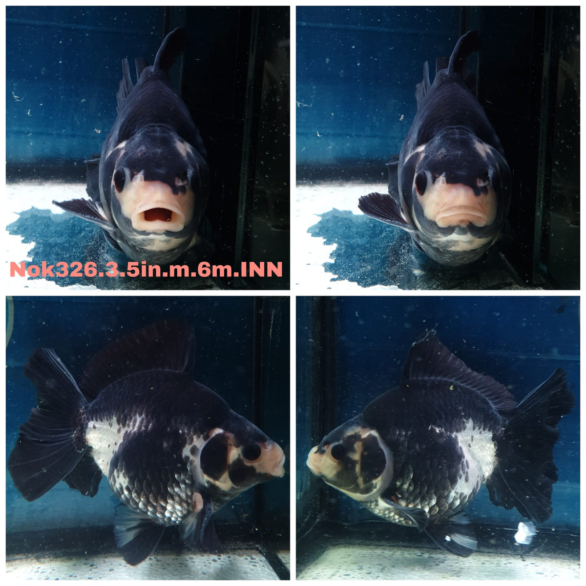 (NOK-326A) Thai Panda Medium Tail Oranda 3.50 inch Body Male 6 Months Age |PREORDER