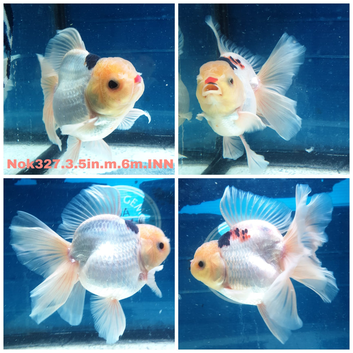 (NOK-327A) Thai Tri Color Orchid Tail Oranda 3.50 inch Body Male 6 Months Age |PREORDER