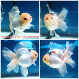 (NOK-327A) Thai Tri Color Orchid Tail Oranda 3.50 inch Body Male 6 Months Age |PREORDER