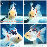 (NOK-329A) Thai Tri Color Orchid Tail Oranda 3.50 inch Body Male 6 Months Age |PREORDER