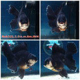 (NOK-331A) Thai Panda Orchid Tail Oranda 3.50 inch Body Male 6 Months Age |PREORDER
