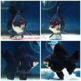 (NOK-332A) Thai Panda Orchid Tail Oranda 3.50 inch Body Male 6 Months Age |PREORDER