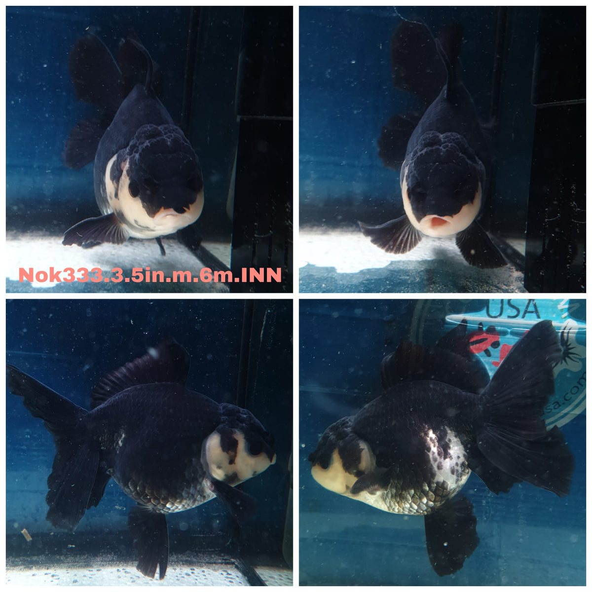 (NOK-333A) Thai Panda Medium Tail Oranda 3.50 inch Body Male 6 Months Age |PREORDER