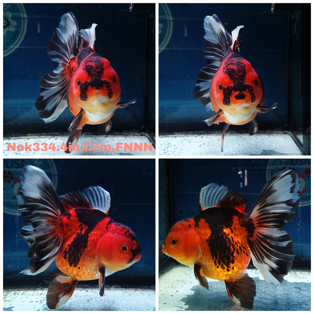 (NOK-334A) Thai Apache Orchid Tail Oranda 4.00 inch Body Female 7 Months Age |PREORDER