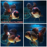 (NOK-335A) Thai Tri Color Orchid Tail Oranda 4.00 inch Body Female 7 Months Age |PREORDER