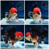 (NOK-336A) Thai Jumbo Tri Color Orchid Tail Oranda 4.50 inch Body Male 8 Months Age |PREORDER