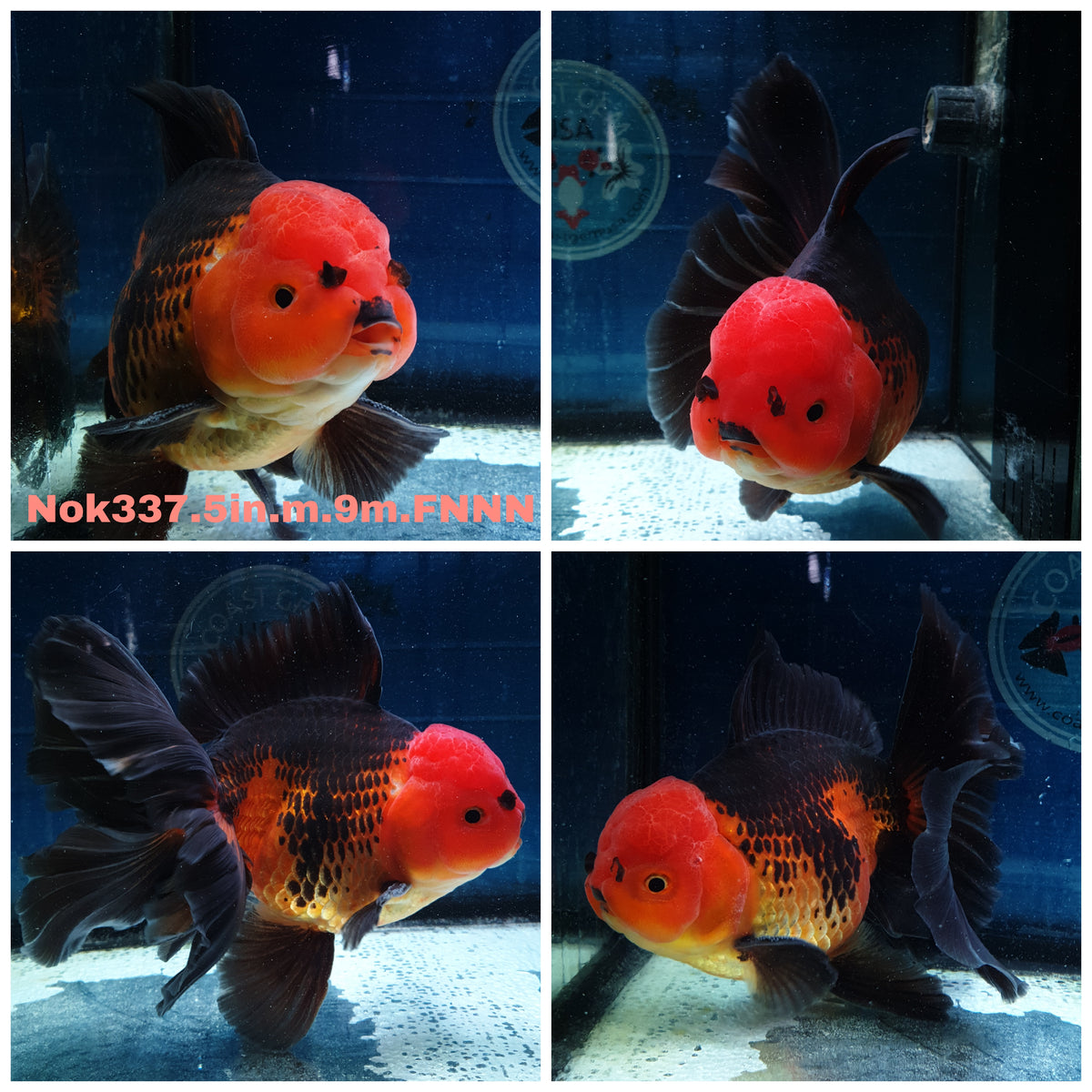 (NOK-337A) Thai Jumbo Apache Orchid Tail Oranda 5.00 inch Body Male 9 Months Age |PREORDER