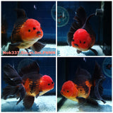 (NOK-337A) Thai Jumbo Apache Orchid Tail Oranda 5.00 inch Body Male 9 Months Age |PREORDER