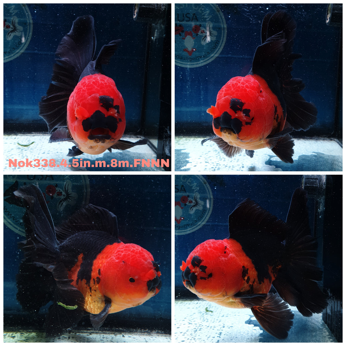 (NOK-338A) Thai Jumbo Apache Orchid Tail Oranda 4.50 inch Body Male 8 Months Age |PREORDER