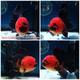 (NOK-338A) Thai Jumbo Apache Orchid Tail Oranda 4.50 inch Body Male 8 Months Age |PREORDER