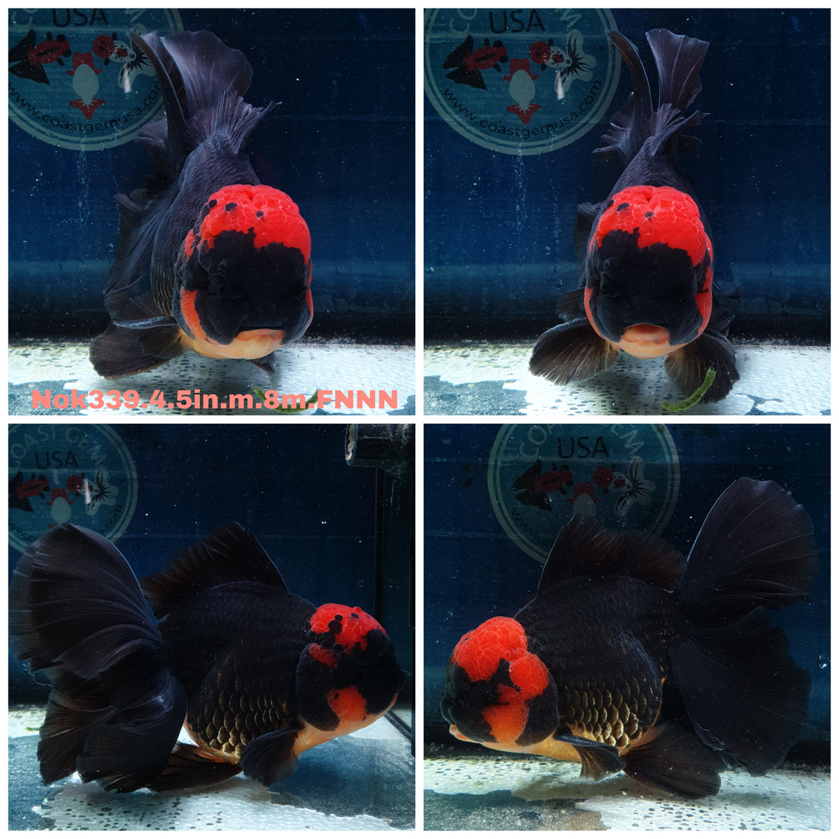 (NOK-339A) Thai Jumbo Apache Orchid Tail Oranda 4.50 inch Body Male 8 Months Age |PREORDER