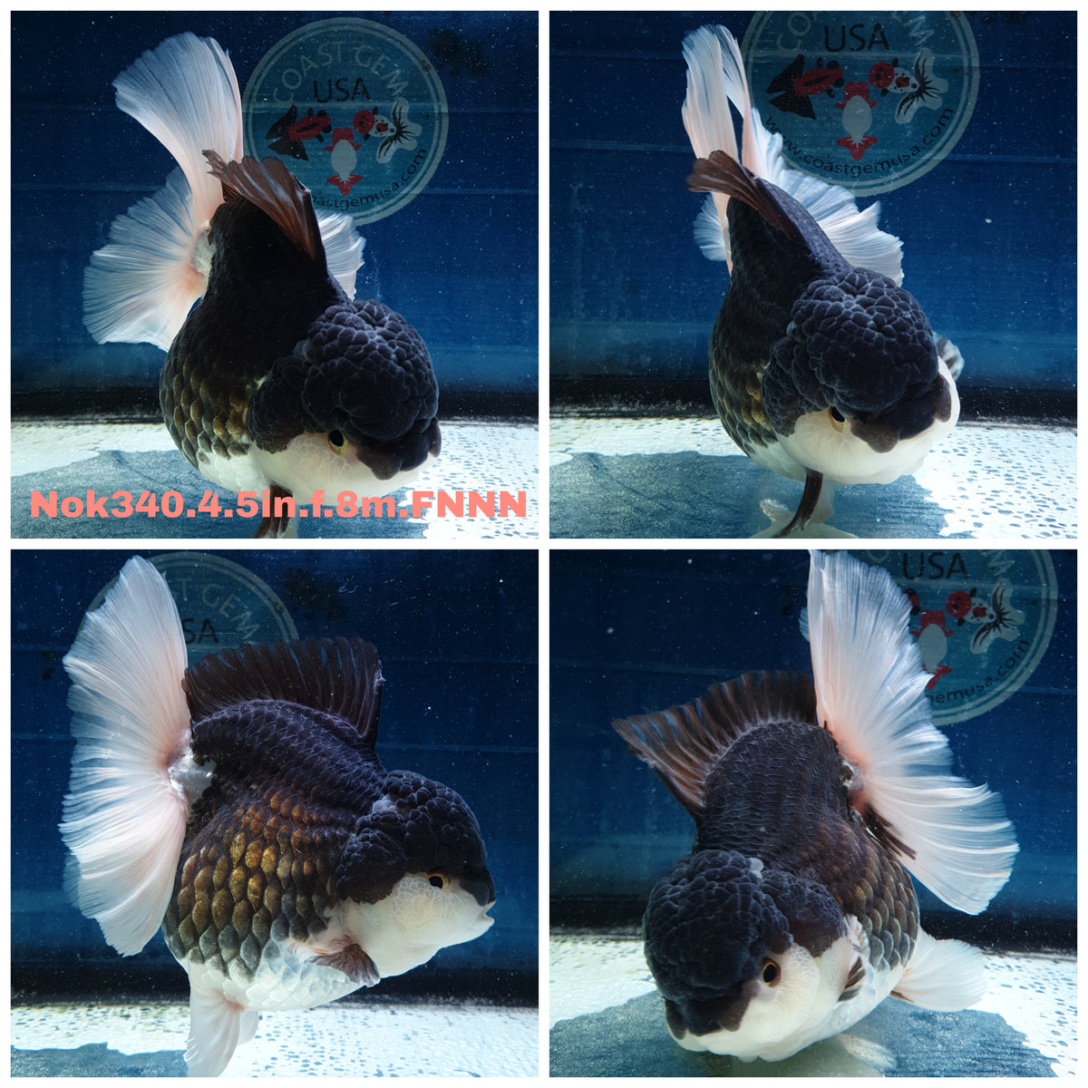 (NOK-340A) Thai Jumbo Panda Orchid Tail Oranda 4.50 inch Body Female 8 Months Age |PREORDER