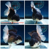 (NOK-340A) Thai Jumbo Panda Orchid Tail Oranda 4.50 inch Body Female 8 Months Age |PREORDER