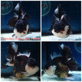 (NOK-341A) Thai Jumbo Panda Orchid Tail Oranda 4.50 inch Body Female 8 Months Age |PREORDER