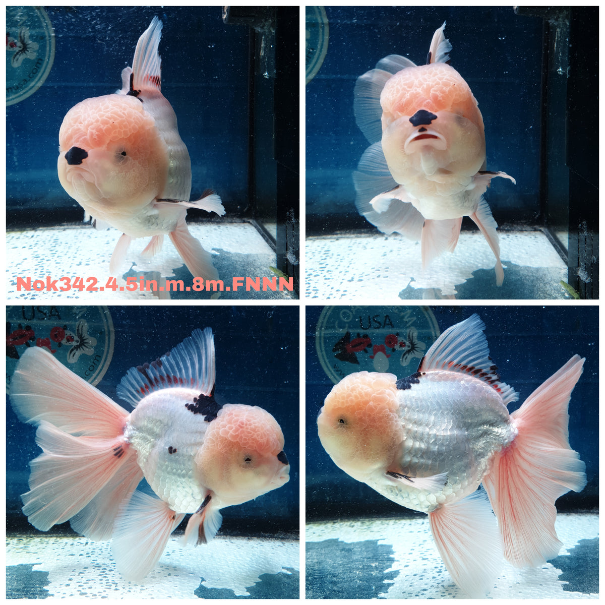 (NOK-342A) Thai Jumbo Panda Orchid Tail Oranda 4.50 inch Body Male 8 Months Age |PREORDER