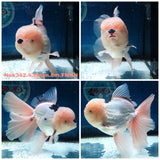 (NOK-342A) Thai Jumbo Panda Orchid Tail Oranda 4.50 inch Body Male 8 Months Age |PREORDER